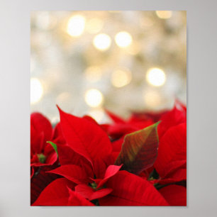 Poster Noël Poinsettia