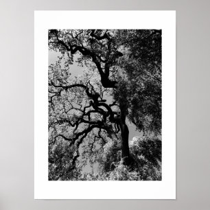 Poster Noeuds Californie Photographie noir et blanc