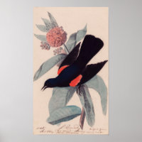 Noir à ailes rouges par John James Audubon