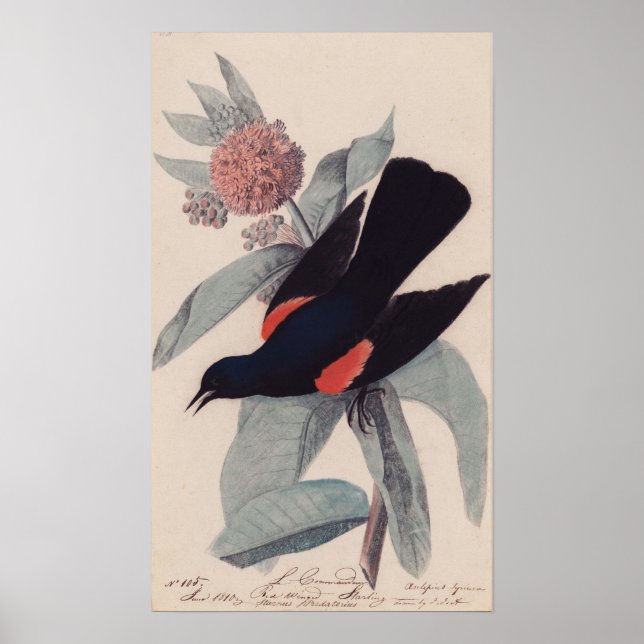 Poster Noir à ailes rouges par John James Audubon (Devant)