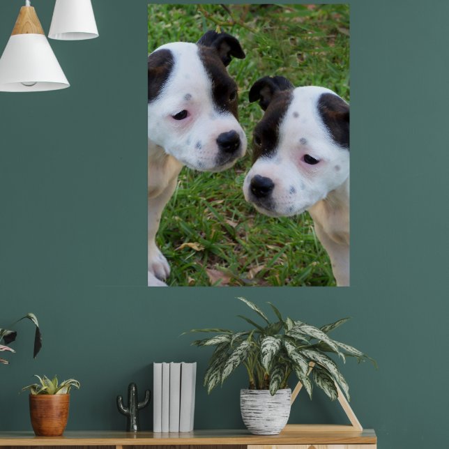 Poster Noir Blanc Staffordshire Bull Terrier Chiots, (Salon 1)