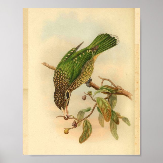 Poster Noir Chat Oiseau Vert Jaune Vintage Imprimer (Devant)