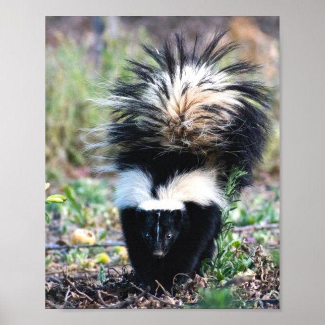 Poster Noir et blanc (Devant)