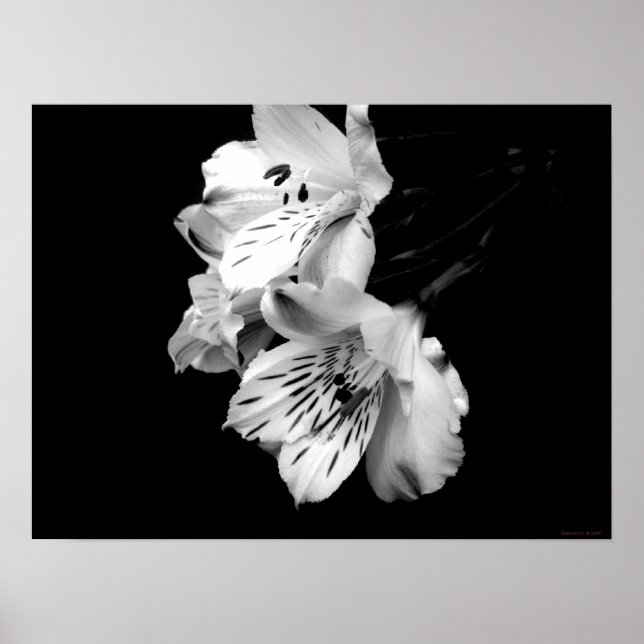 Poster noir et blanc Alstroemeria Lily (Devant)