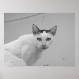 Poster Noir et blanc - Chat 02