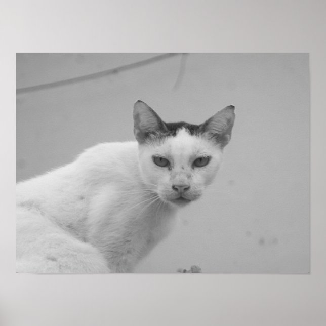 Poster Noir et blanc - Chat 02 (Devant)