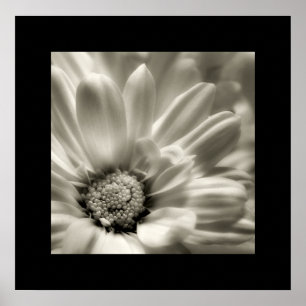 Poster noir et blanc Daisy