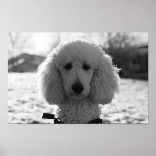 Poster Noir et blanc Poodé visage Chiot yeux