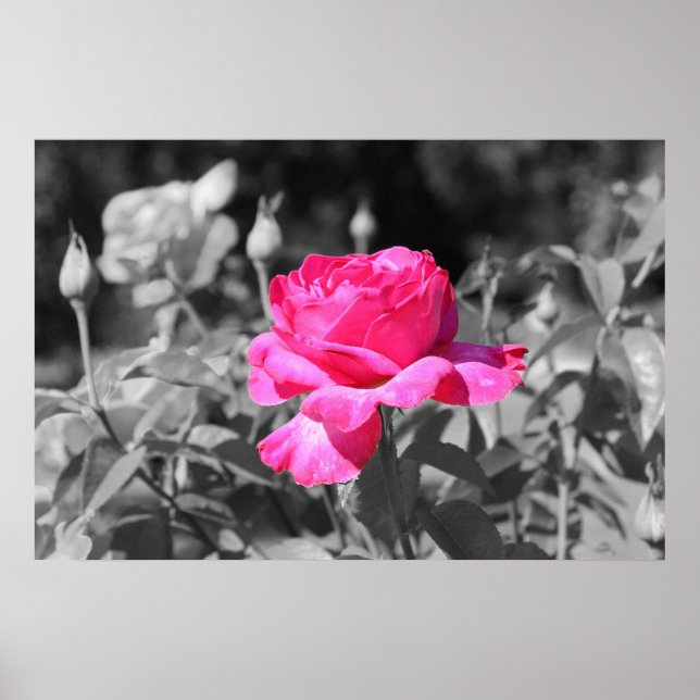 Poster Noir et blanc rose (Devant)