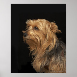 Poster Noir et brun Yorkie profil gauche sur noir