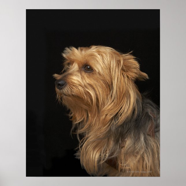 Poster Noir et brun Yorkie profil gauche sur noir (Devant)