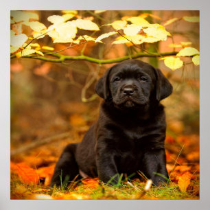 Poster Noir Labrador Retriever Puppy avec feuilles d'auto