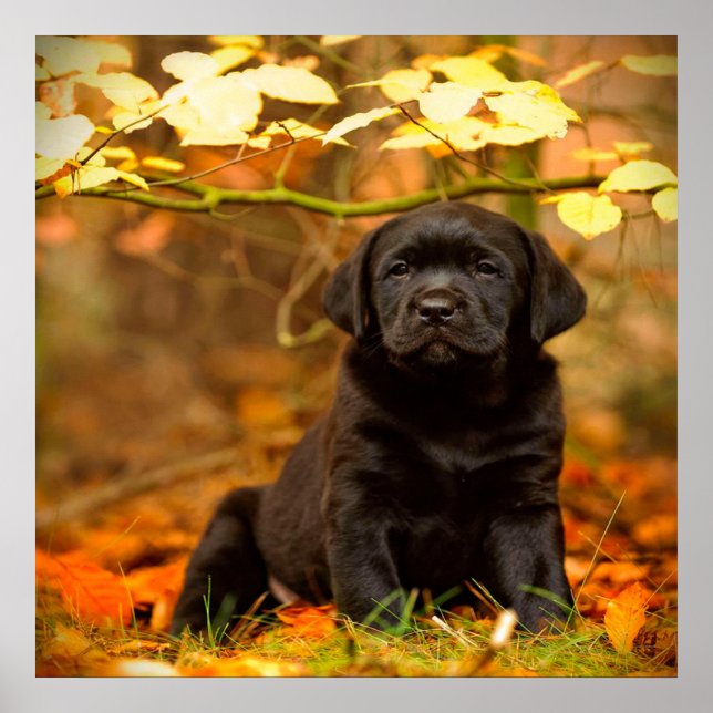 Poster Noir Labrador Retriever Puppy avec feuilles d'auto (Devant)