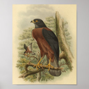 Poster Noir mantelé Goshawk Oiseau couleur Vintage Imprim