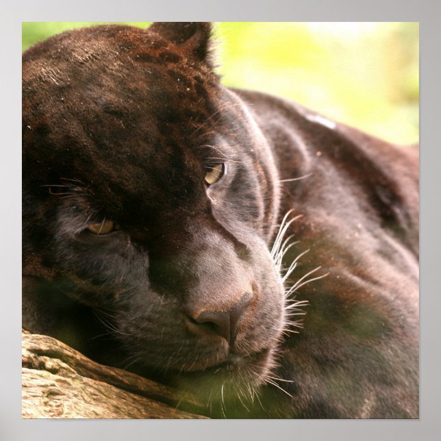 Poster noir Panther dormant (Devant)