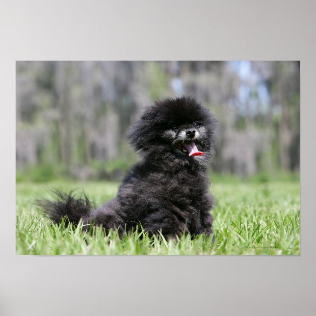 Poster Noir Pomeranian (Devant)