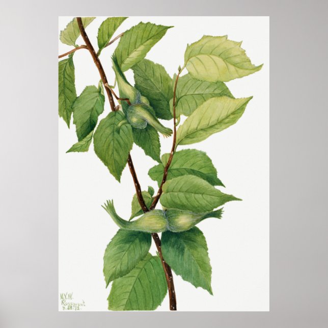 Poster Noisette (Corylus rostrata) (1932) de Mary (Devant)