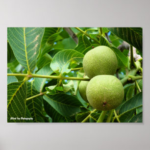 Poster Noix dans le feuillage vert
