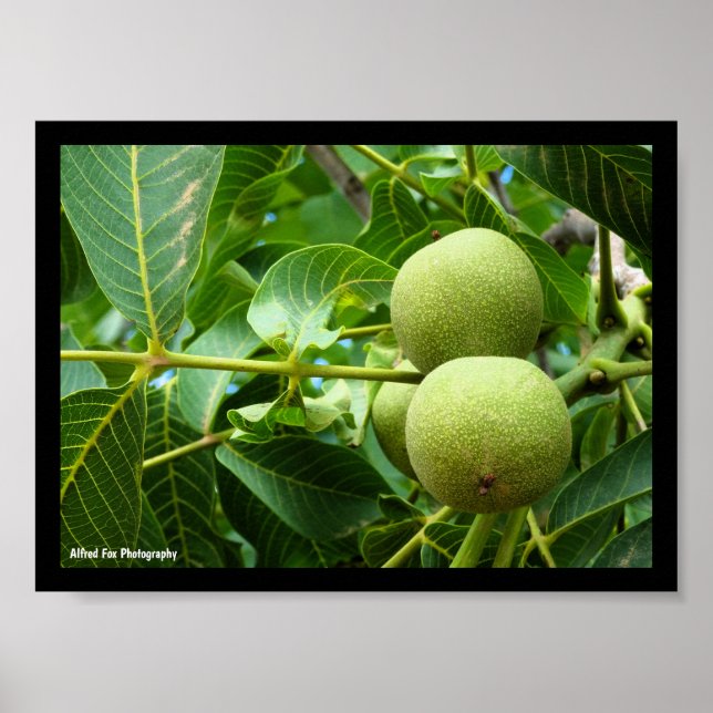 Poster Noix dans le feuillage vert (Devant)