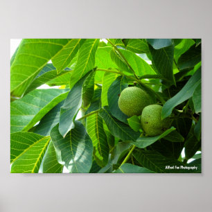 Poster Noix dans un feuillage vert éclairé
