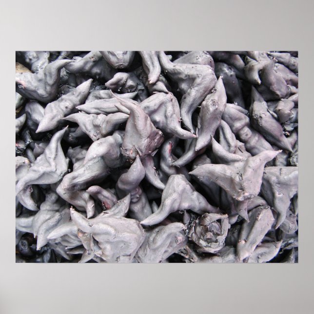 Poster Noix de buffle - Water Caltrop (Devant)