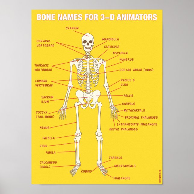 Poster Noms des os pour les animateurs 3D (Devant)