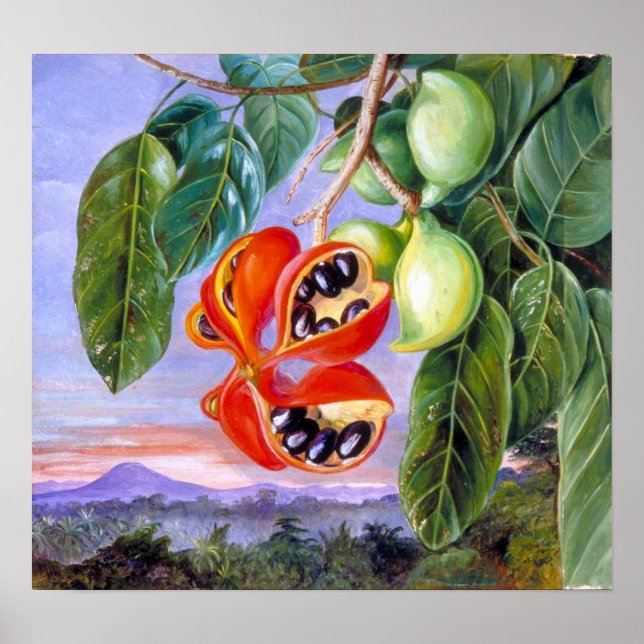 Poster Nord - Feuillage Et Fruits De Sterculia Parviflora (Devant)