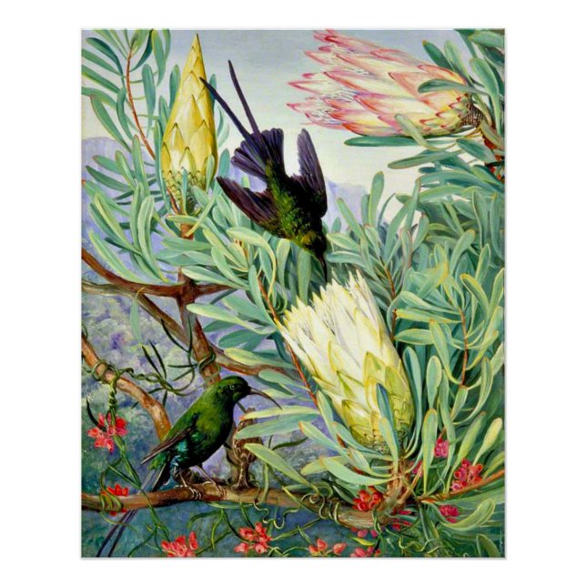 Poster Nord - Fleurs de miel et suceurs de miel (Devant)