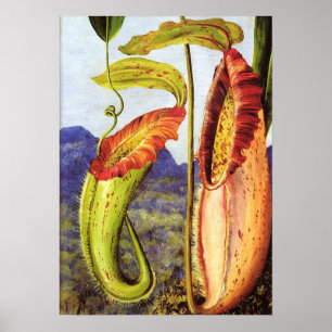 Poster Nord - Nepenthes Iana 1876