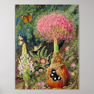 Poster Nord - Toricara de Buphane et autres fleurs