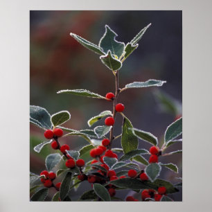 Poster North America, United States, New England. Holly 2