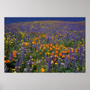 Poster North America, USA, California, Los Angeles 2