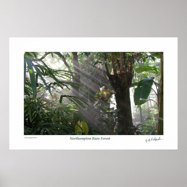 Poster Northampton Rain Forest III (Devant)