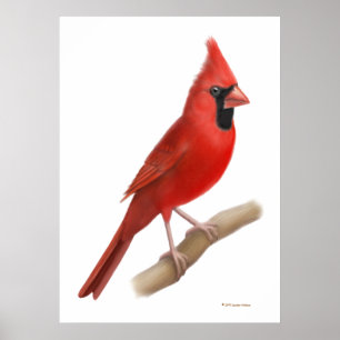 Poster Northern Cardinal Red Bird Print