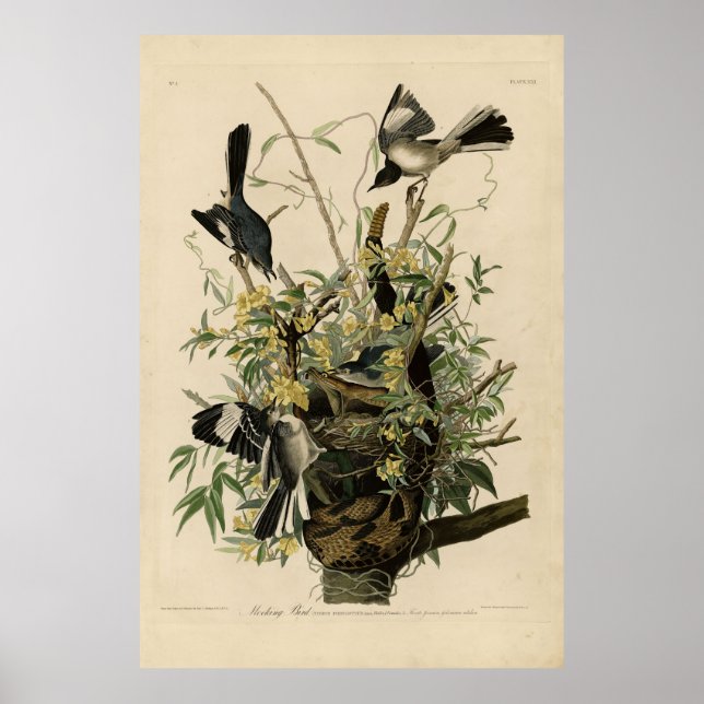 Poster Northern Mocking Bird, Audubon's Birds of America (Devant)