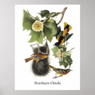 Poster Northern Oriole, John Audubon