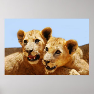 Poster Nos visages de lions mignons