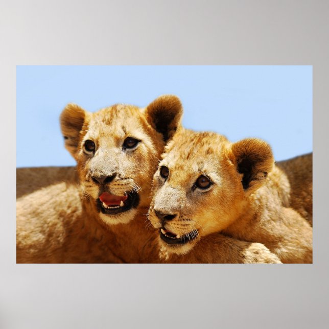 Poster Nos visages de lions mignons (Devant)