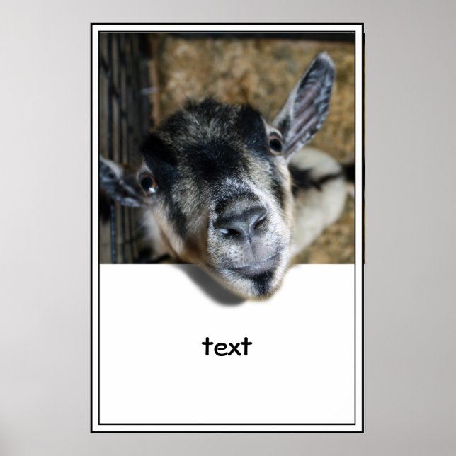 Poster Nosy Goat En Regard (Devant)