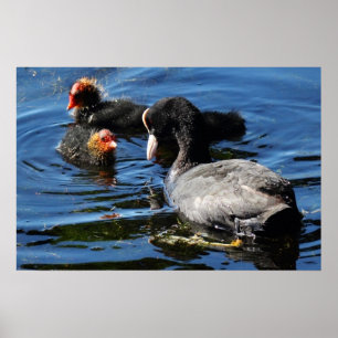 Poster Nourrir des bébés