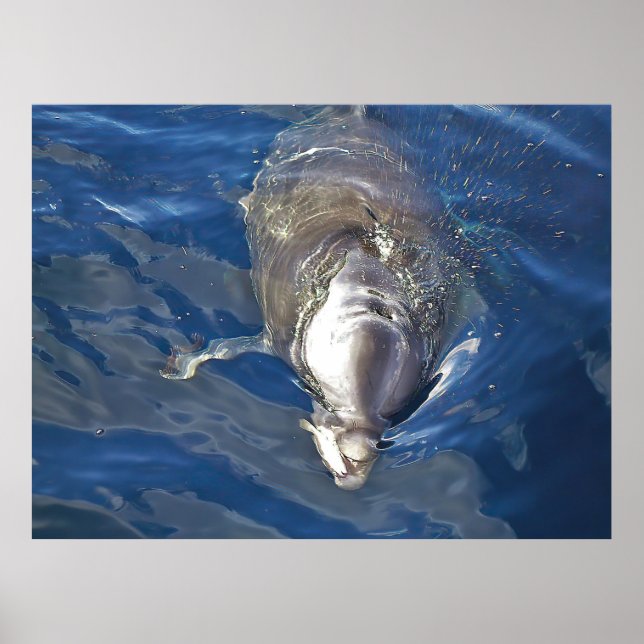 Poster Nourrir un dauphin (Devant)