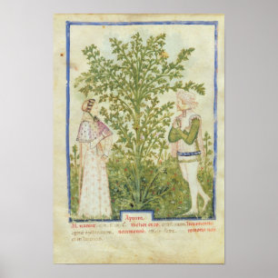 Poster Nouv Acq Lat Celery, from 'Tacuinum Sanitatis'