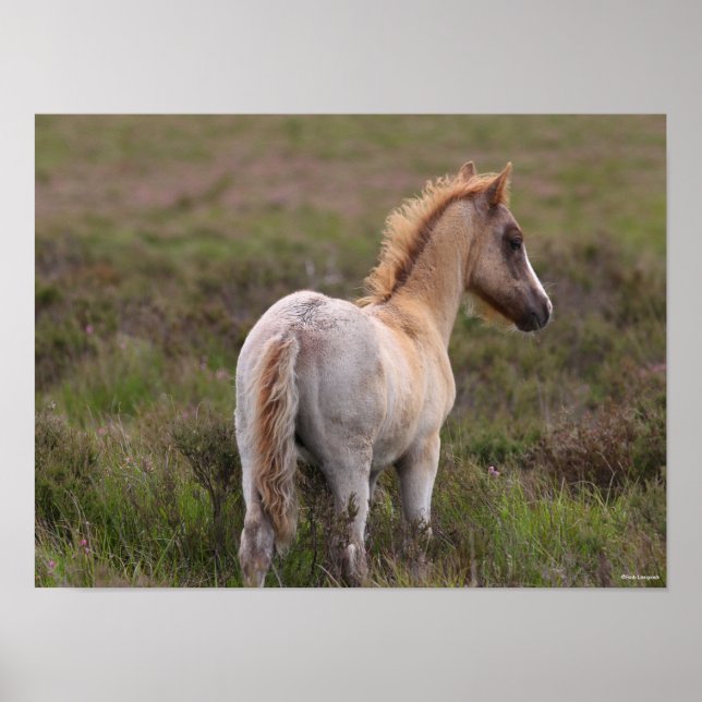 Poster Nouveau Foie De Pony Forestier À L'Écart (Devant)