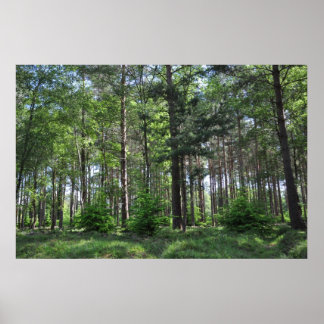 Poster Nouveau paysage forestier Angleterre