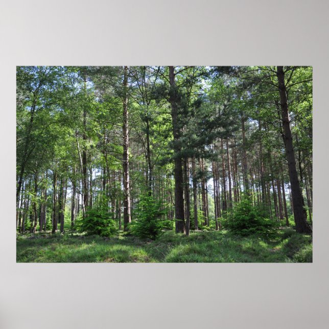 Poster Nouveau paysage forestier Angleterre (Devant)
