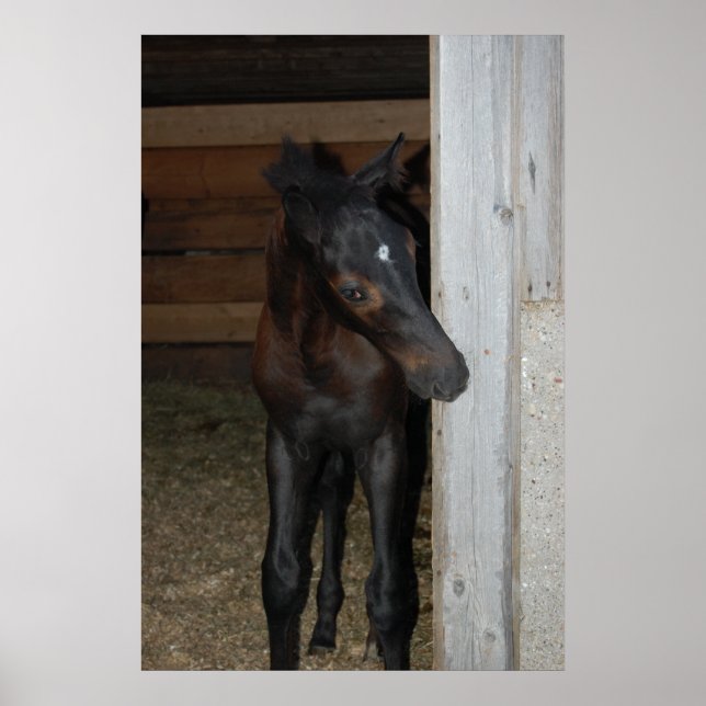 Poster Nouveau poney/cheval (Devant)