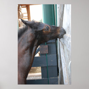 Poster Nouveau poney/cheval