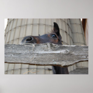 Poster Nouveau poney/cheval