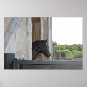 Poster Nouveau poney/cheval