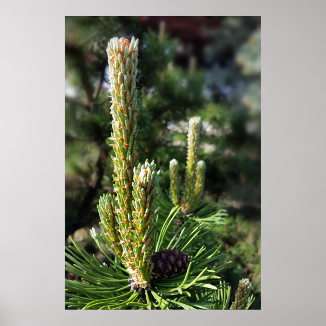 Poster Nouveaux bourgeons de pin (Devant)
